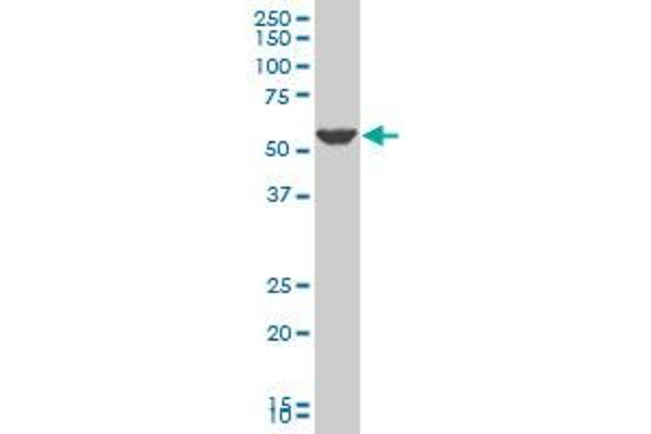 PTGIS antibody  (AA 391-500)
