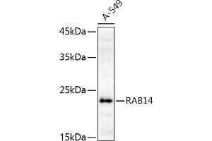 Western blot analysis of extracts of A-549 cells, using R antibody (ABIN6128589, ABIN6146549, ABIN6146550 and ABIN6216493) at 1:1000 dilution. (RAB14 antibody  (AA 126-215))
