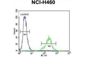 Flow Cytometric analysis of NCI-H460 cells using CL029 antibody (N-term) Cat. (C12ORF29 antibody  (N-Term))