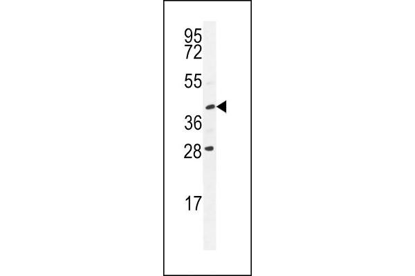 USP50 antibody  (AA 141-169)