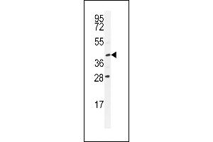 USP50 antibody  (AA 141-169)