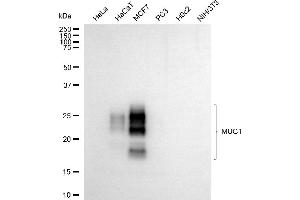 Western blotting analysis using MUC1 antibody (ABIN7799488).