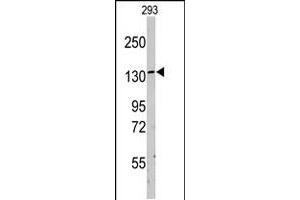 Western blot analysis of LARS polyclonal antibody  in 293 cell line lysates (35 ug/lane). (LARS antibody  (C-Term))
