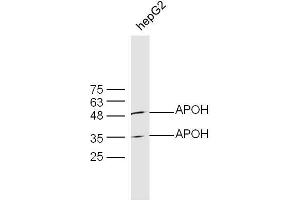 HepG2 lysates probed with Rabbit Anti-APOH Polyclonal Antibody, Unconjugated  at 1:300 overnight at 4˚C.