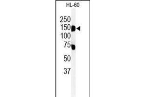 Western blot analysis of T131L Antibody (C-term) (ABIN651155 and ABIN2840102) in HL-60 cell line lysates (35 μg/lane). (TMEM131L antibody  (C-Term))