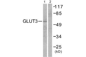Western Blotting (WB) image for anti-Solute Carrier Family 2 (Facilitated Glucose Transporter), Member 3 (SLC2A3) (C-Term) antibody (ABIN1848584) (SLC2A3 antibody  (C-Term))