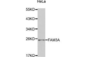 Western blot analysis of extracts of HeLa cells, using FAM3A antibody (ABIN2974240).