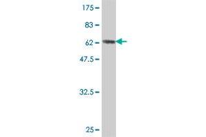 Western Blot detection against Immunogen (65. (GNAI2 antibody  (AA 1-355))