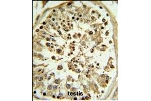 OL4 Antibody (Center ) 6783c IHC analysis in formalin fixed and paraffin embedded human testis tissue followed by peroxidase conjugation of the secondary antibody and DAB staining. (Apolipoprotein L 4 antibody  (AA 258-290))