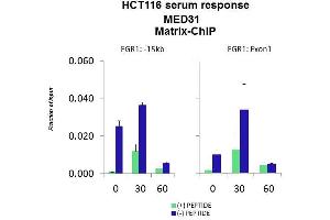 Quiescent human colon carcinoma HCT116 cultures were treated with 10 % FBS for three time points (0, 15, 30min) or (0, 30, 60min) were used in Matrix-ChIP and real-time PCR assays at EGR1 gene (Exon1) and 15kb upstream site. (MED31 antibody  (N-Term))
