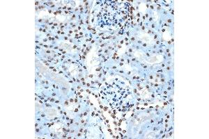 Immunohistochemistry of paraffin-embedded mouse kidney using Histone H2B Rabbit mAb (ABIN7267736) at dilution of 1:100 (40x lens). (HIST1H2BK antibody)