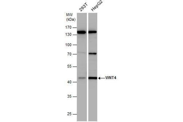 WNT4 antibody  (Center)