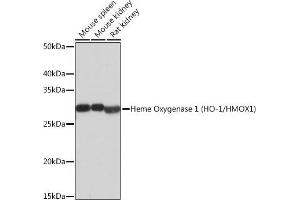 Western blot analysis of extracts of various cell lines, using Heme Oxygenase 1 (HO-1/HMOX1) (HO-1/HMOX1) antibody  at 1:500 dilution. (HMOX1 antibody)