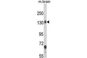 Western blot analysis of CACNA2D1 Antibody (N-term) in mouse brain tissue lysates (35ug/lane).