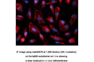 Image no. 1 for anti-Caveolin 1, Caveolae Protein, 22kDa (CAV1) antibody (ABIN363230) (Caveolin-1 antibody)