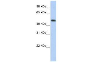 ARC antibody used at 1 ug/ml to detect target protein.
