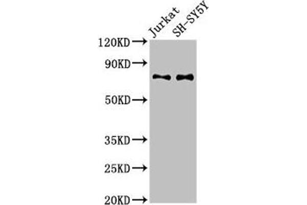 RAVER2 Antikörper  (AA 2-691)