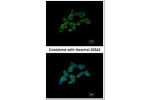 ICC/IF Image Immunofluorescence analysis of methanol-fixed HCT116, using DDAH1, antibody at 1:500 dilution. (DDAH1 antibody  (C-Term))