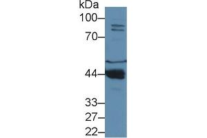 Western Blot; Sample: Mouse Liver lysate; ;Primary Ab: 1µg/ml Rabbit Anti-Mouse PON1 Antibody;Second Ab: 0.