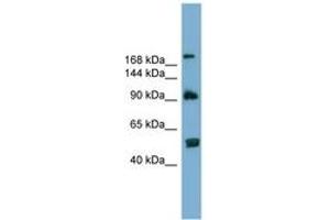 Image no. 1 for anti-ATG2 Autophagy Related 2 Homolog A (S. Cerevisiae) (ATG2A) (AA 107-156) antibody (ABIN6743808) (ATG2A antibody  (AA 107-156))