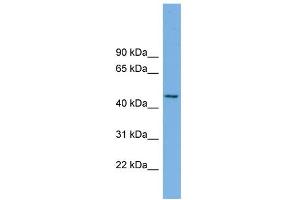 WB Suggested Anti-MIPOL1 Antibody Titration: 0. (MIPOL1 antibody  (Middle Region))