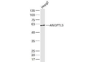 HepG2 lysates probed with ANGPTL3 Polyclonal Antibody, Unconjugated  at 1:300 dilution and 4˚C overnight incubation.