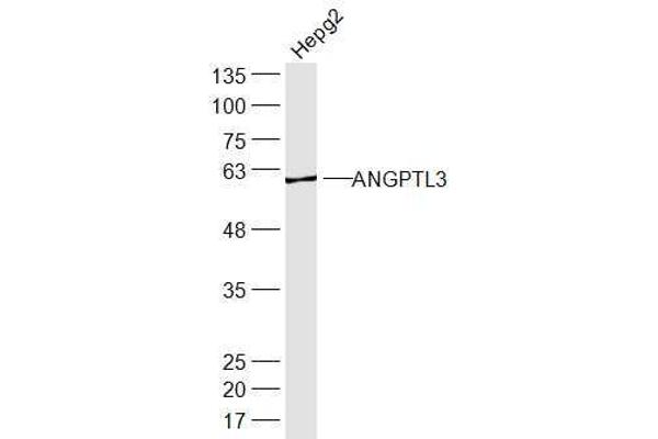 ANGPTL3 抗体  (AA 21-120)