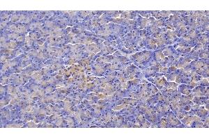 Detection of FZD4 in Human Pancreas Tissue using Polyclonal Antibody to Frizzled Homolog 4 (FZD4) (FZD4 antibody  (AA 37-222))
