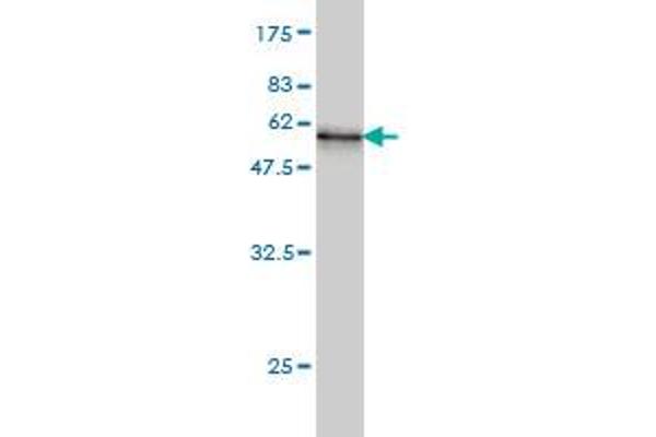 WDR4 antibody  (AA 1-266)