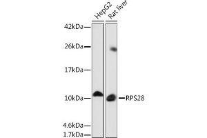 Western blot analysis of extracts of various cell lines, using RPS28 Rabbit pAb (ABIN7270024) at 1:1000 dilution. (RPS28 antibody)