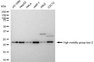 Western blotting analysis using High mobility group box 2 antibody (ABIN7798911). (Recombinant HMGB2 antibody)