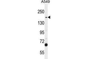 TDRD7 Antibody (C-term) western blot analysis in A549 cell line lysates (35 µg/lane). (TDRD7 antibody  (C-Term))