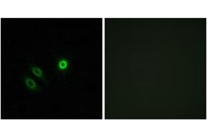 Immunofluorescence analysis of A549 cells, using OR4X1 Antibody.