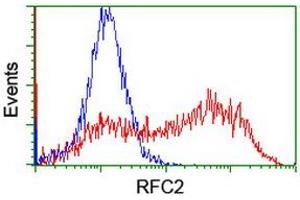 Image no. 1 for anti-Replication Factor C (Activator 1) 2, 40kDa (RFC2) (AA 1-234) antibody (ABIN1490618)
