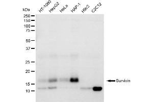 Western blotting analysis using Survivin antibody (ABIN7797727).