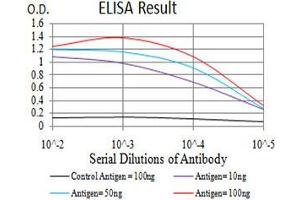 Fig. (Lamin B2 antibody  (AA 401-600))