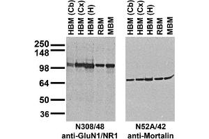 Immunoblot against crude membrane fractions from whole mouse (MBM) or rat (RBM) brain and from human cerebellum [HBM(Cb)], cerebral cortex [HBM(Cx)] or hippocampus [HBM(H)] and probed with N308/48 (left) or N52A/42 (right) TC supe.