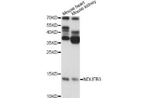 Western blot analysis of extracts of various cell lines, using NDUFB3 antibody. (NDUFB3 antibody)