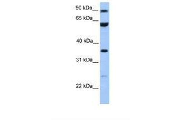 CCDC7 antibody  (AA 38-87)