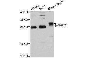 Western blot analysis of extracts of various cell lines, using RAB21 antibody. (RAB21 antibody  (AA 1-225))