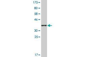 Western Blot detection against Immunogen (37. (PVRL4 antibody  (AA 31-139))