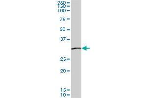 SIX3 monoclonal antibody (M04), clone 1A2. (SIX3 antibody  (AA 273-332))