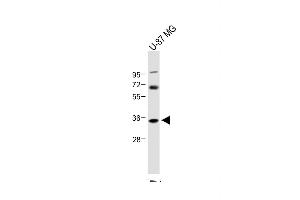 Anti-NAT8L Antibody (N-Term) at 1:1000 dilution + U-87 MG whole cell lysate Lysates/proteins at 20 μg per lane. (NAT8L antibody  (AA 59-93))