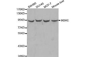 Western blot analysis of extracts of various cell lines, using IKBKE antibody (ABIN5970074) at 1/1000 dilution.