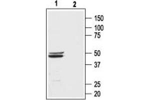 Western Blotting (WB) image for anti-Bombesin-Like Receptor 3 (BRS3) (AA 186-201), (Extracellular) antibody (ABIN7042966)