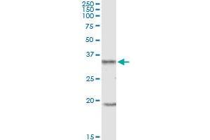 UCP2 MaxPab polyclonal antibody. (UCP2 antibody  (AA 1-309))