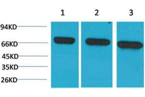 Western Blot (WB) analysis of 1) HeLa, 2)Mouse Brain Tissue, 3) Rat Brain Tissue with HSC70 Mouse Monoclonal Antibody diluted at 1:2000.