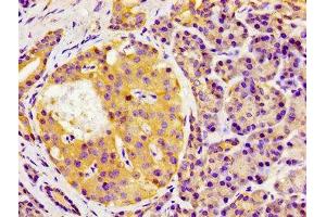 Immunohistochemistry of paraffin-embedded human pancreatic tissue using ABIN7154478 at dilution of 1:100 (GAS1 antibody  (AA 248-318))
