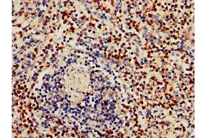 IHC image of ABIN7154415 diluted at 1:800 and staining in paraffin-embedded human spleen tissue performed on a Leica BondTM system. (GZMB antibody  (AA 21-247))