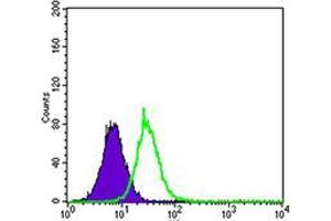 Flow cytometric analysis of HepG2 cells using KEAP1 mouse mAb (green) and negative control (purple). (KEAP1 antibody  (AA 380-624))